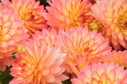 Close-Up Of Coral Chrysanthemums