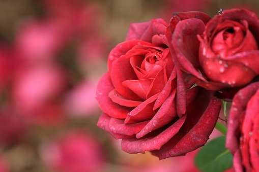 Close-Up Of Red Roses